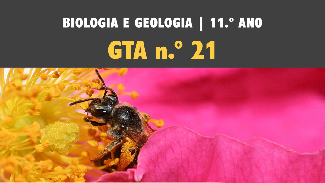 GTA 21 | T2 | ST3 | Ciclos de vida