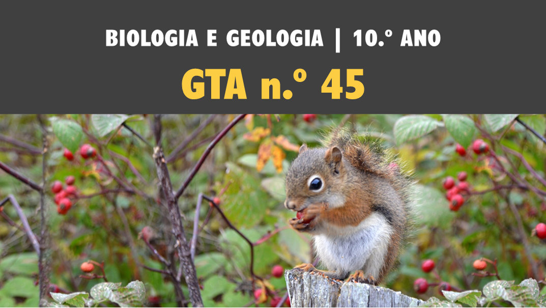 GTA 45 | T4 | ST1 | Da membrana celular à obtenção de matéria nos seres heterotróficos