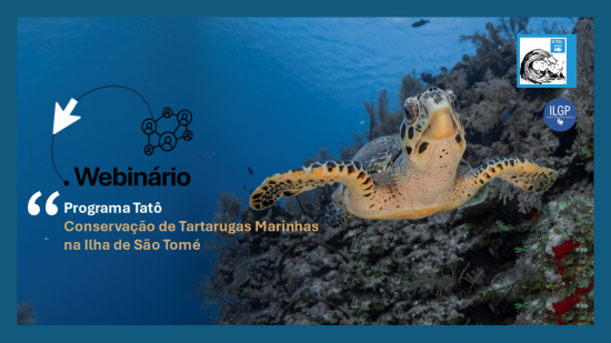 Tartaruga marinha