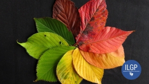 folhas