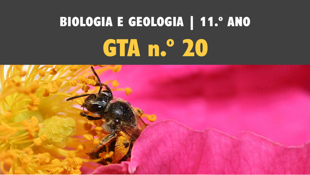 GTA 20 | T2 | ST2 | Meiose e reprodução sexuada​